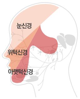 삼차신경의 분포